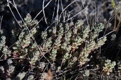 Sedum nuttallii