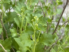 Perityle lindheimeri