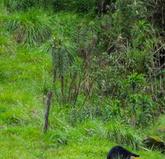 Siphocampylus lucidus