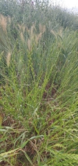 Lolium rigidum