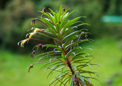 Siphocampylus lucidus