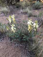 Astragalus curvicarpus