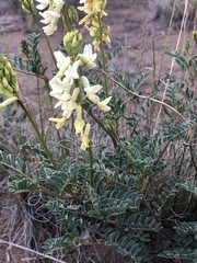 Astragalus curvicarpus