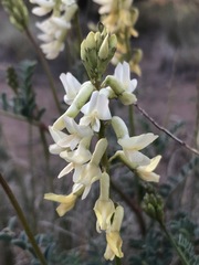 Astragalus curvicarpus