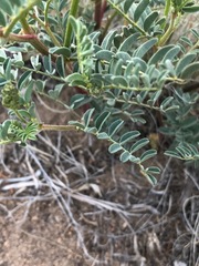 Astragalus curvicarpus