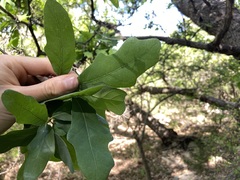 Quercus laceyi