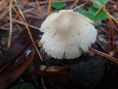 Inocybe serrata