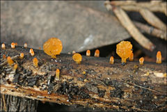 Heterotextus miltinus