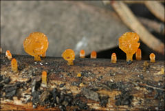 Heterotextus miltinus