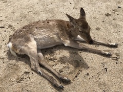 Cervus nippon