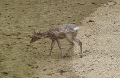 Cervus nippon