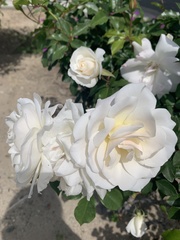 Rosa