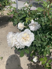 Rosa