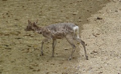 Cervus nippon