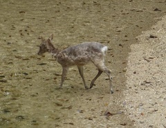 Cervus nippon