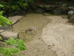 Cervus nippon