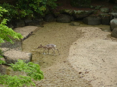 Cervus nippon