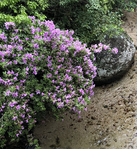 Rhododendron ripense iNat (3)