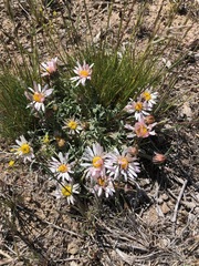 Townsendia florifera