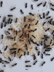 Technomyrmex difficilis