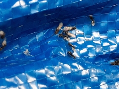 Technomyrmex difficilis