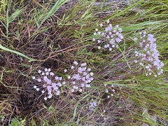 Allium hyalinum