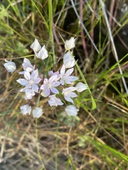 Allium hyalinum