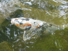 Cyprinus rubrofuscus