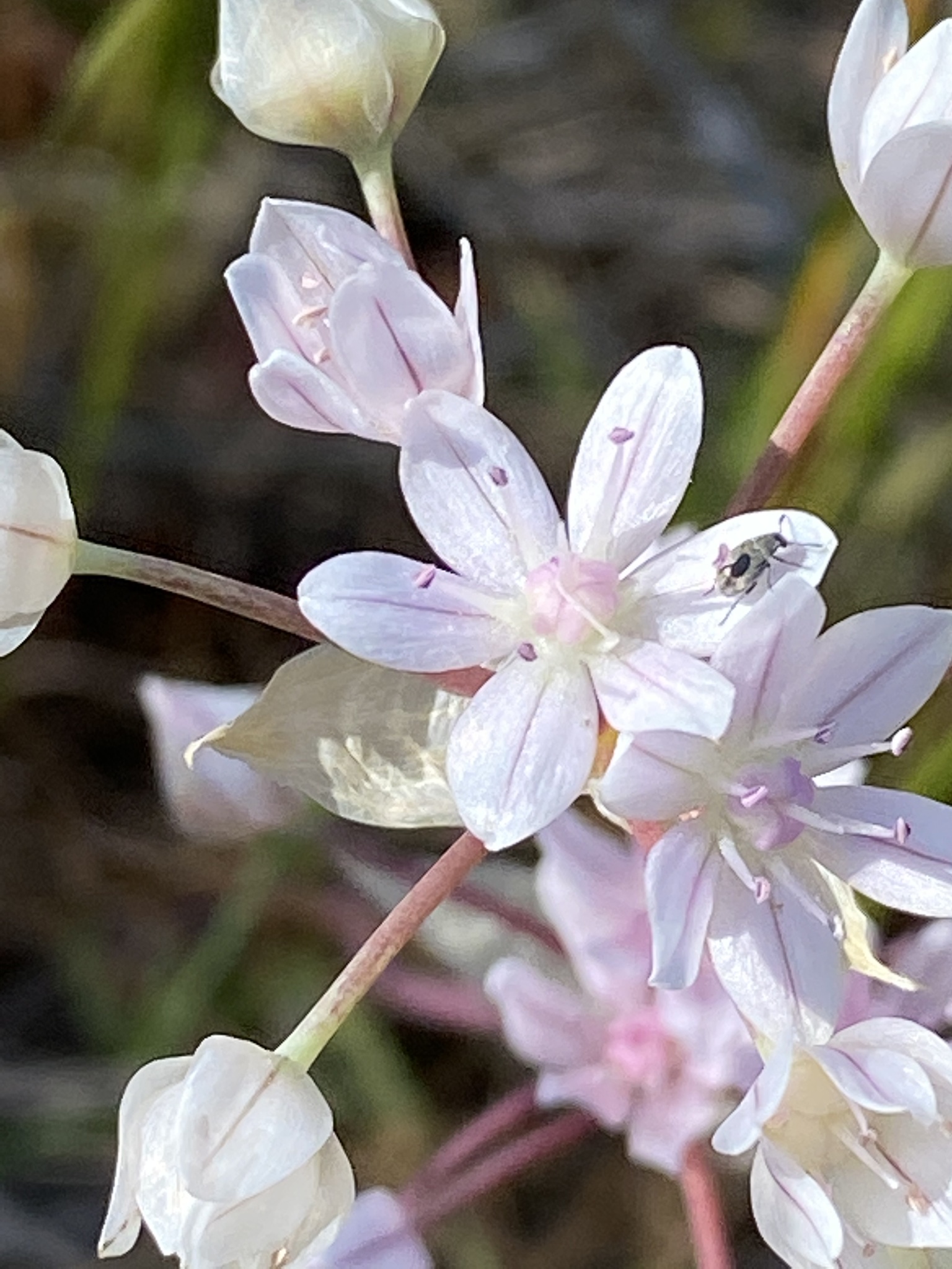Allium hyalinum