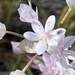 Allium hyalinum - Photo (c) jeannefh,  זכויות יוצרים חלקיות (CC BY-NC)