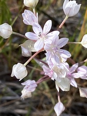 Allium hyalinum