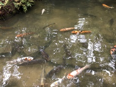 Cyprinus rubrofuscus