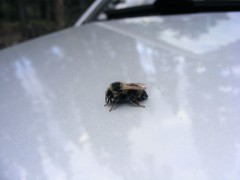Bombus bifarius