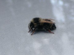Bombus bifarius