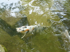 Cyprinus rubrofuscus