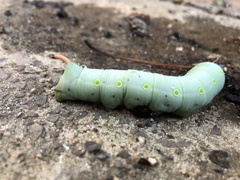 Theretra indistincta