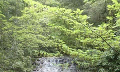 Angiospermae