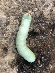 Theretra indistincta