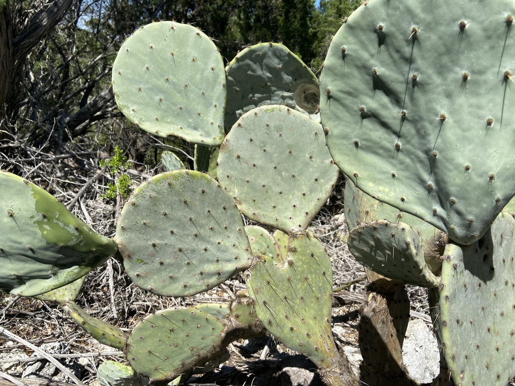 Western Pricklypear In April 2021 By Reid Hardin · Inaturalist