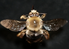 Xylocopa tabaniformis androleuca