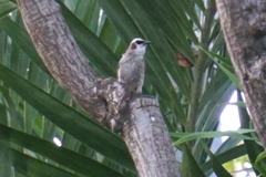 Pycnonotus goiavier