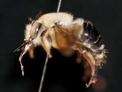 Xylocopa tabaniformis androleuca