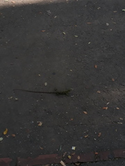 Polychrus marmoratus