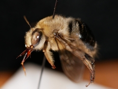 Xylocopa tabaniformis androleuca