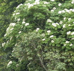 Angiospermae