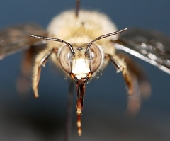 Xylocopa tabaniformis androleuca