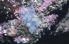 Clavelina