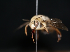 Xylocopa tabaniformis androleuca