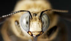 Xylocopa tabaniformis androleuca