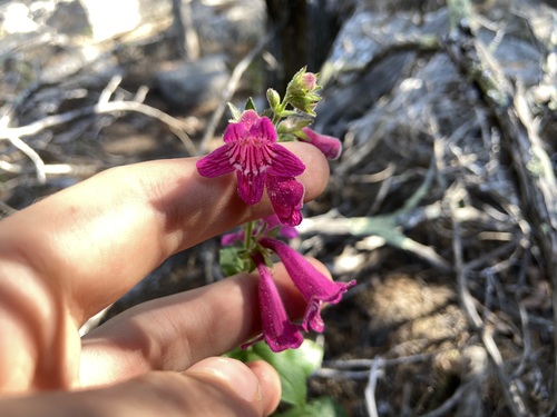 Image of Penstemon triflorus by (c) Reid Hardin, some rights reserved (CC BY)